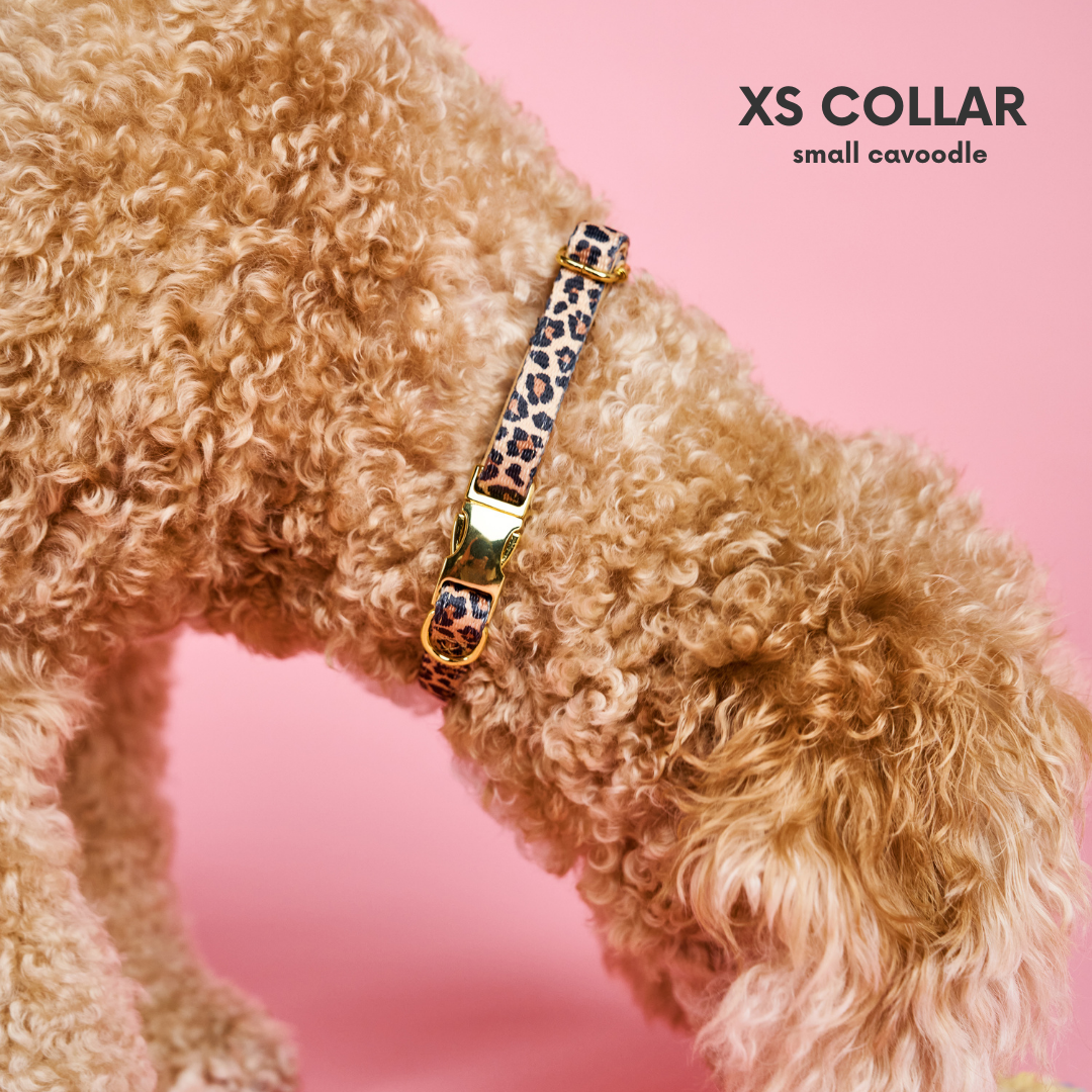 Gold Leopard Dog Collar